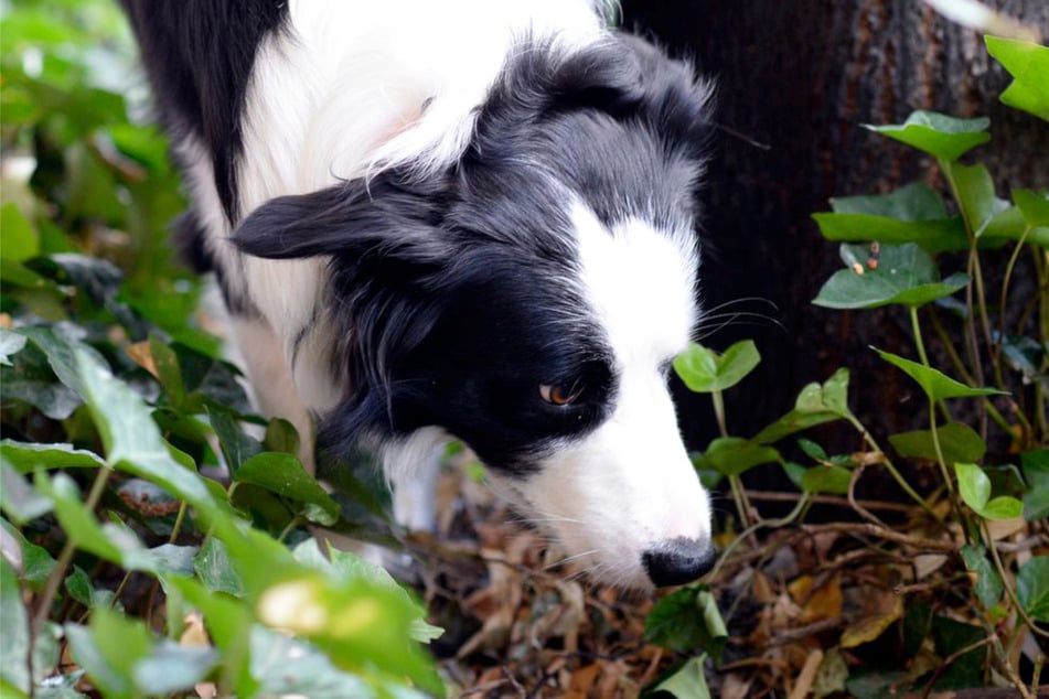 Der Hund erschnüffelte den Köder und nahm ihn in den Mund. (Symbolfoto)