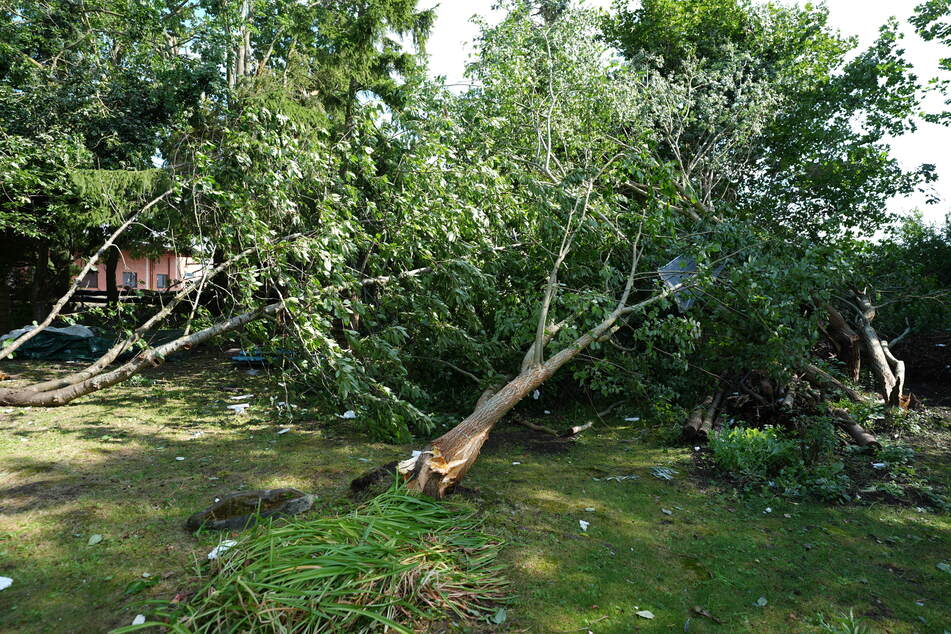 Viele Bäume in der Region wurden durch das Unwetter herausgerissen.