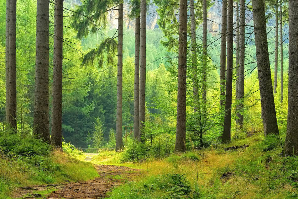 Zecken lauern oftmals in Wäldern auf ihre Opfer - sie sind vor allem in Bodennähe anzutreffen.