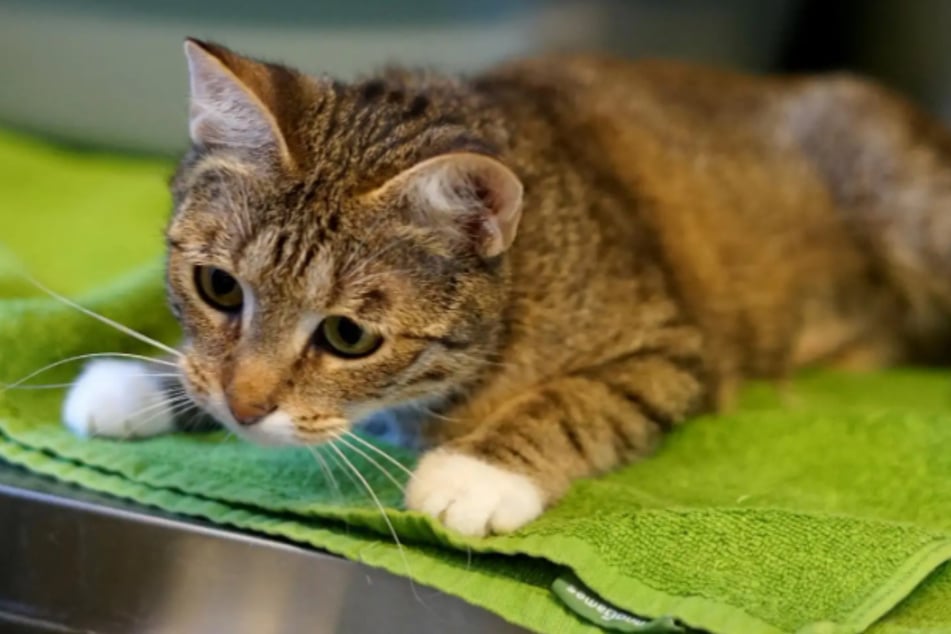 Die kleine Katze braucht unbedingt Freigang, um sich wohlzufühlen.