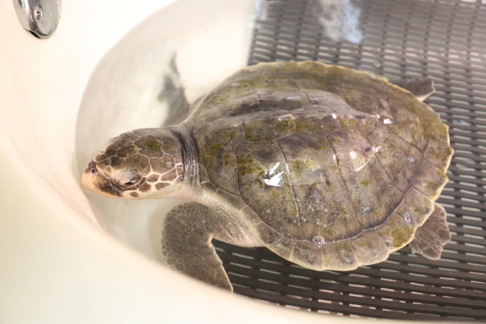 Kemp's ridley sea turtles (pictured) are the smallest and most endangered sea turtles.