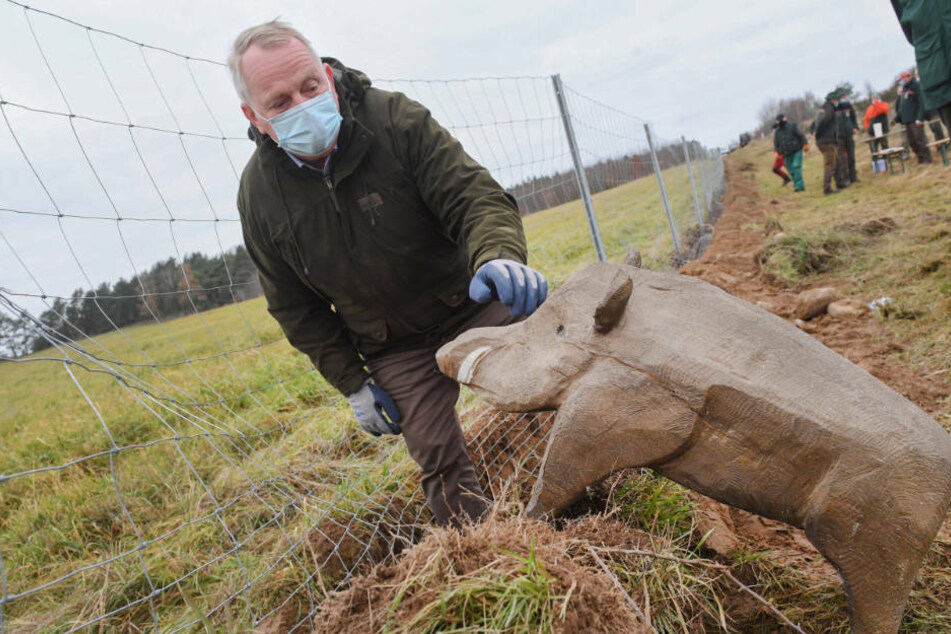 Till Backhaus (61, SPD), Landesagrarminister von Mecklenburg-Vorpommern, steht an der Grenze zwischen Polen und Deutschland an dem neuen Grenzschutzzaun zum Schutz vor der Afrikanischen Schweinepest neben der Figur eines Wildschweines.