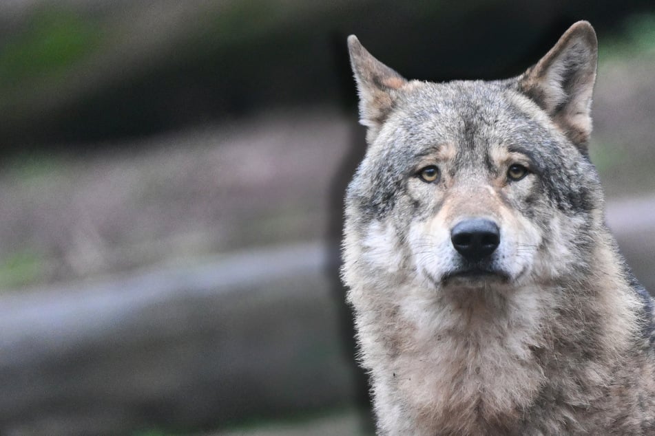Wölfe: Brisanter Fall: Polizei ermittelt gegen Wolfs-Experten nach Fake-Fund