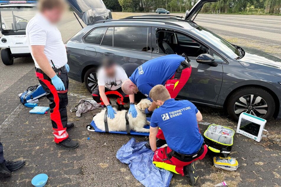 Nach Ankunft kümmerten sich die Retter sofort um das völlig überhitzte Tier.