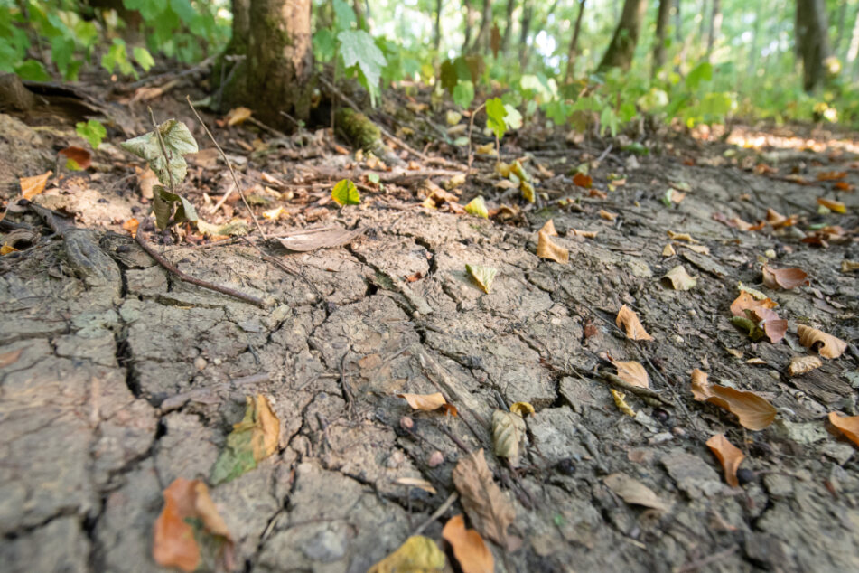 Weil im Schönbuch: Vertrocknete Blätter liegen auf einem Waldboden, der von Rissen durchzogen ist.