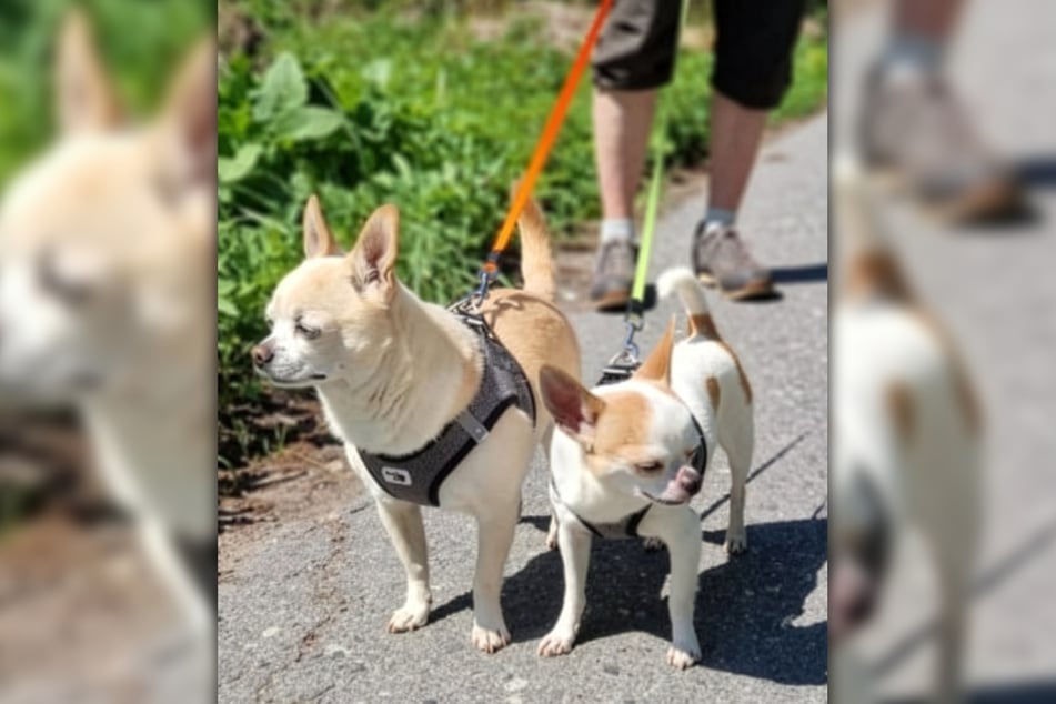 Die Chiahuahuas Bobby (†13,l.) und Fritz (†9) wurden Ende September getötet.