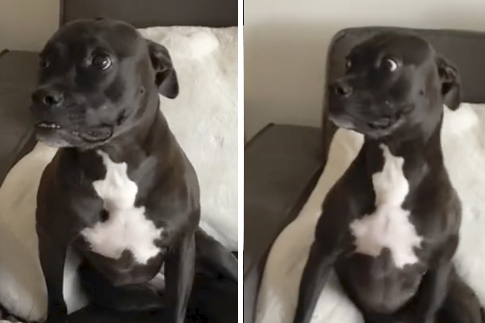 Anna the Staffordshire bull terrier was overjoyed by her grandma's surprise visit in a viral new TikTok.