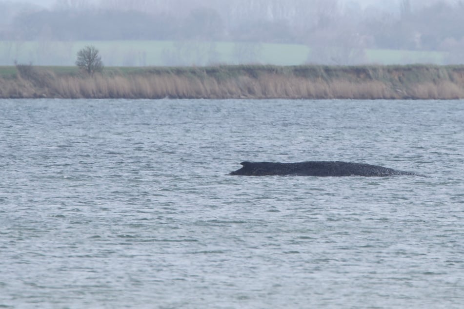 Buckelwal sehr geschwächt: Überlebenschancen gehen gen Null! Polizei sperrt Bereich ab