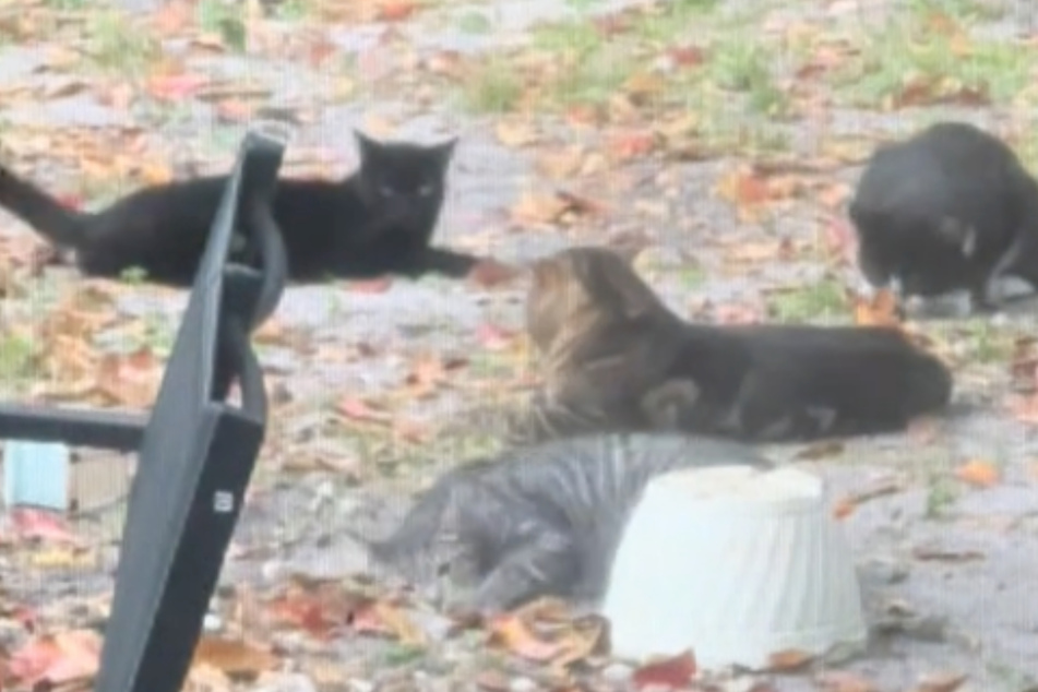 Cats flock to backyard after girl sprinkles catnip in hilarious "party"