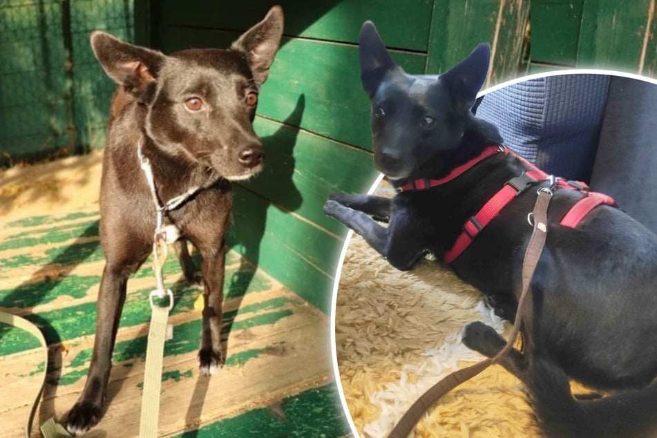 Sie irrte sieben Wochen umher: Nun hat Tasha endlich ein neues Zuhause