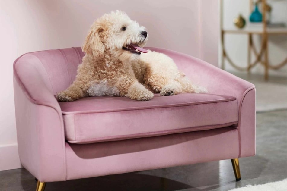 Have you seen a more chic pet lounger than the Frisco Elevated Curved Dog & Cat Sofa Bed?