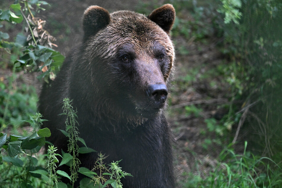 Am Dienstag hat ein Bär einen Pilzsammler in Rumänien attackiert. (Symbolfoto)