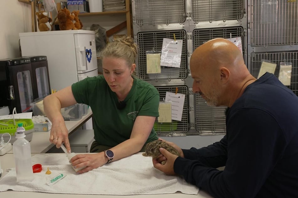 Im Wildtierkindergarten leben ausschließlich Tiere, die wieder ausgewildert werden.