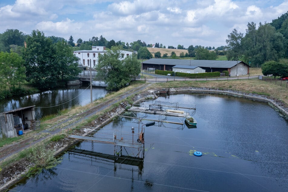 Seit über 50 Jahren existiert die Forellenproduktion Schnek, noch nie war das Wasser so heiß wie diesen Sommer.