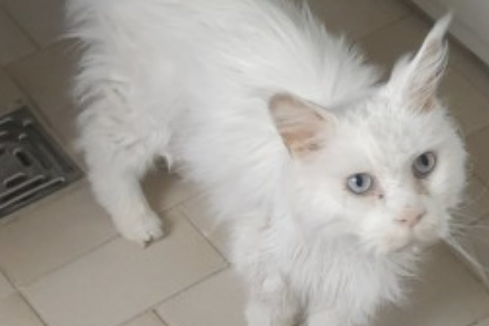 Besitzer will Katze einschläfern, weil Tierarztbehandlung zu teuer ist