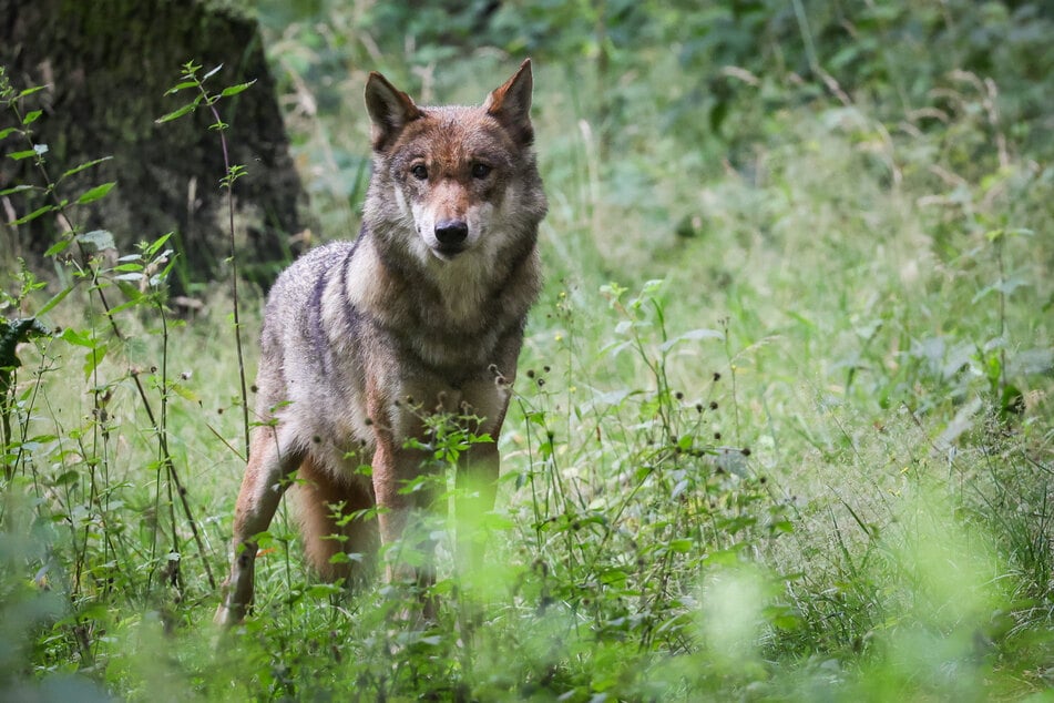 Seit 2012 ist die Existenz von Wölfen in der Böhmischen Schweiz bekannt. Inzwischen unterscheidet man sechs Wolfsterritorien, die auch nach Sachsen hineinreichen. (Symbolbild)