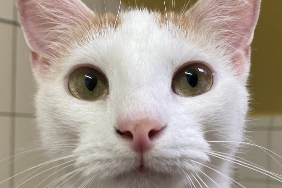 Netzwelt ist erbost, weil offenbar "unsaubere" Katze im Tierheim abgegeben wurde
