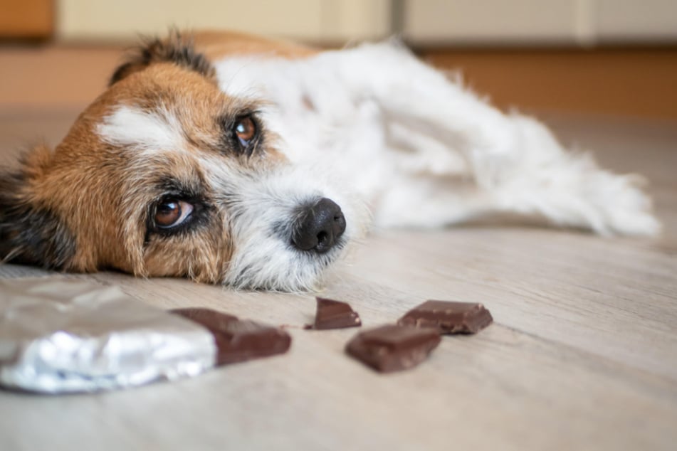 Süßigkeiten sind für unsere geliebten Vierbeiner keine Freude. (Symbolbild)