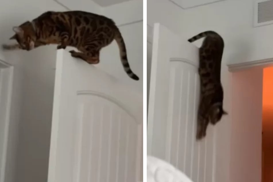 Cat owners baffled by neighbor's noise complaints – then the hilarious truth is revealed