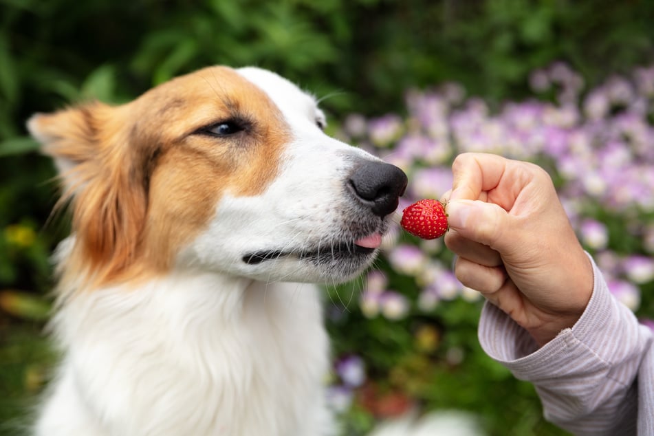 Man sollte einen Hund nur mit wenigen Erdbeeren am Tag füttern.