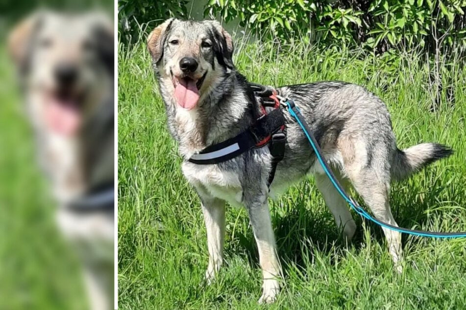 Der hübsche Hund braucht einen Halter, der ihn zu führen versteht.