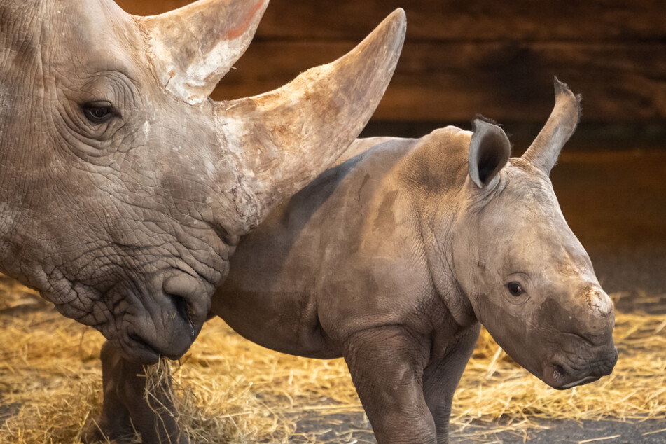 Es gibt Nachwuchs: Erfurter Zoo lüftet süßes Geheimnis