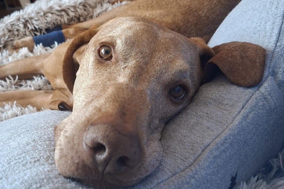 Katzen nein, Kinder ja: Manolo ist auch als Familienhund geeignet.