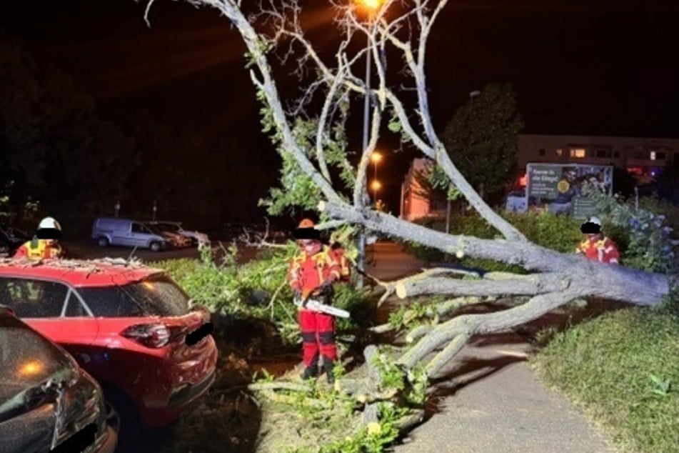 Der Baum kippte auf den Fußweg und traf zwei Autos.