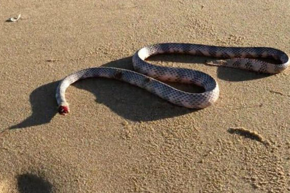Eine kopflose Schlange bewegt sich am Strand.
