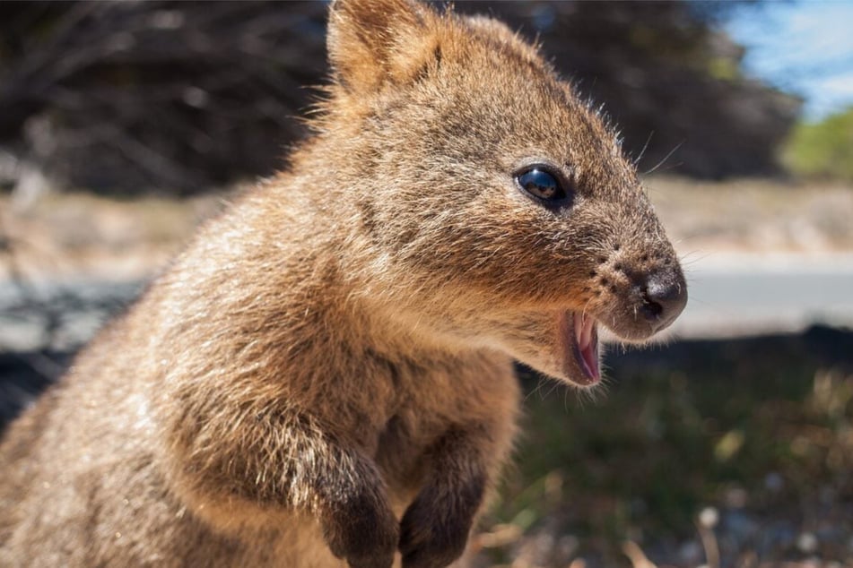 Quokkas are some of the cutest animals in the world!