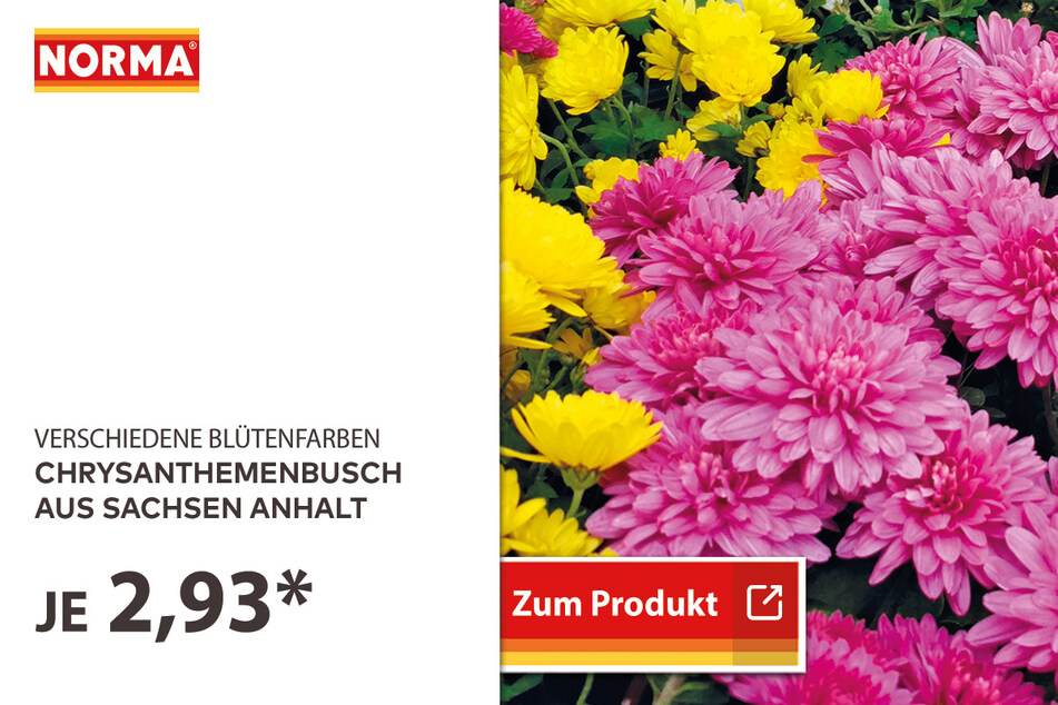 Chrysanthemenbusch für 2,93 Euro.