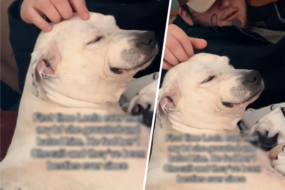 Hund hasst neuen Freund seines Frauchens: Was der junge Mann dann macht, ändert alles