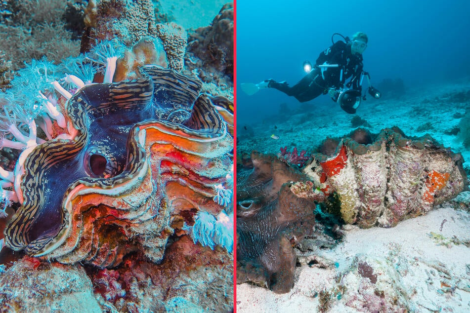 Iconic giant clams to be added to protected species list