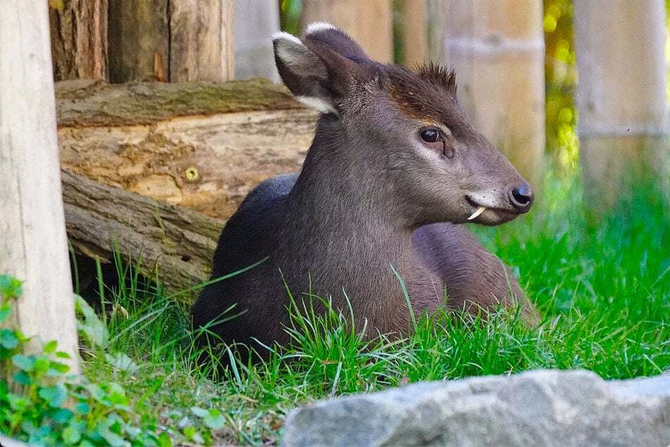 Der Schopfhirsch bekam seinen Namen aufgrund des von den Augen bis hinter die Ohren verlaufenden Haarschopfes.