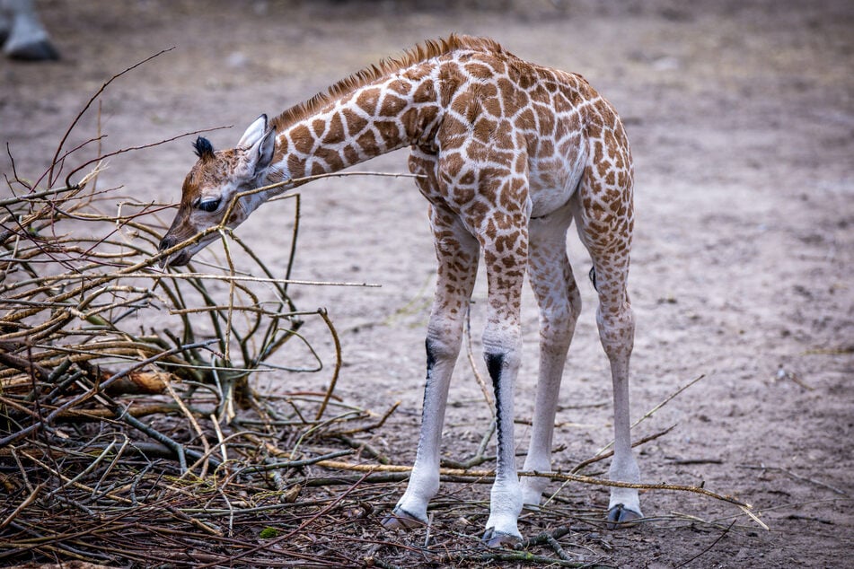 Das Giraffen-Junge Mojo wurde 2025 in Zoo Schwerin geboren. (Archivbild)