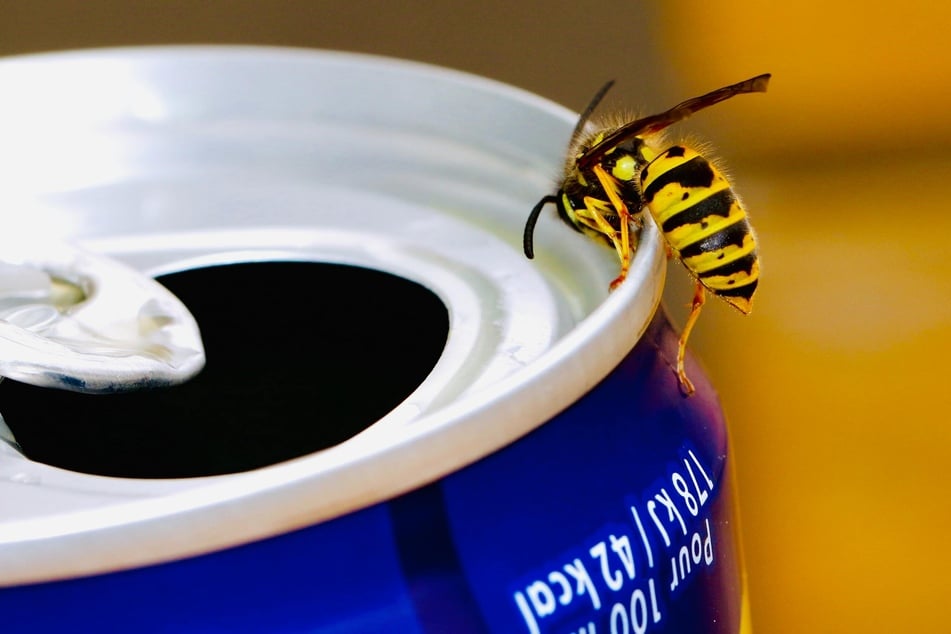 Many sweet scents attract wasps, but other smells repel them.