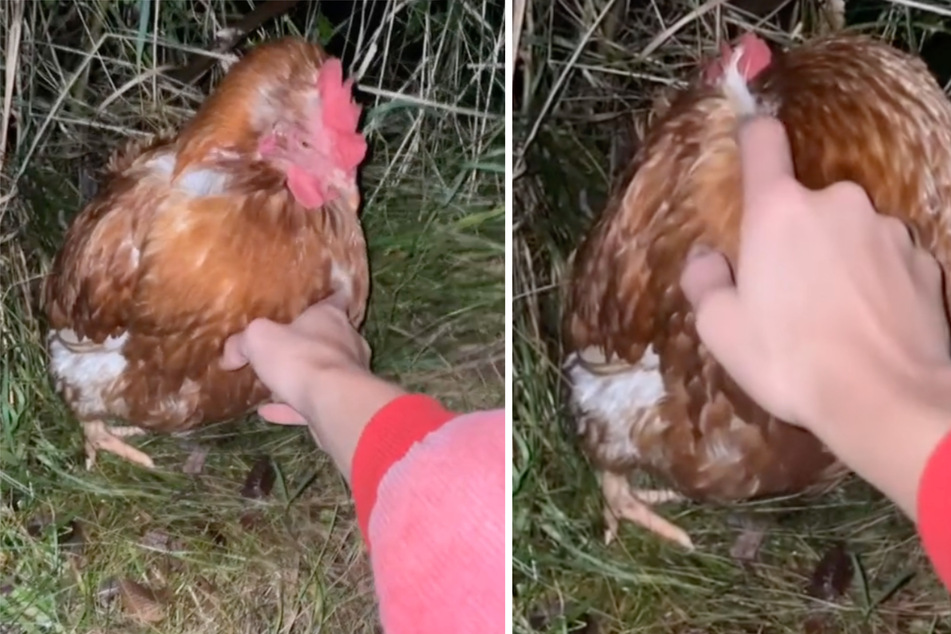 This little red hen was abandoned and left for dead despite being egg-bound.