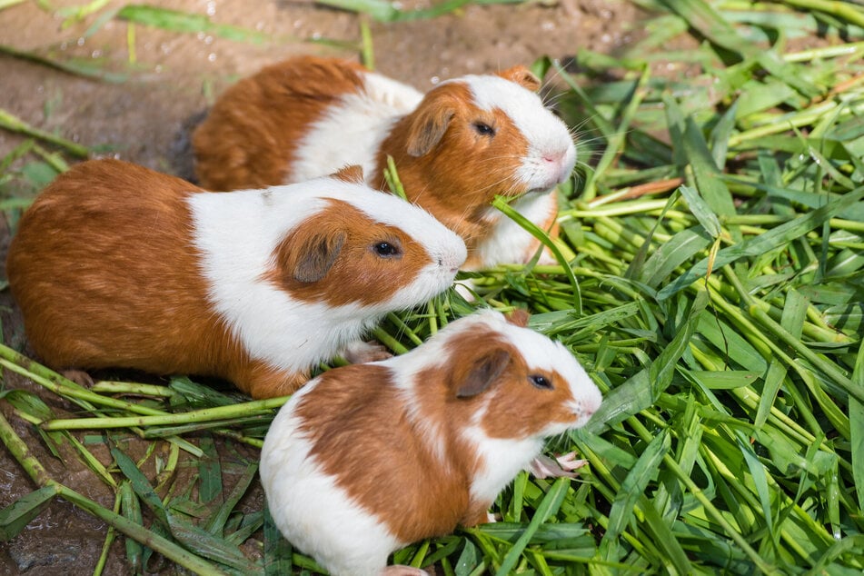 Kleine Futterberge sorgen für anfängliche Ablenkung.