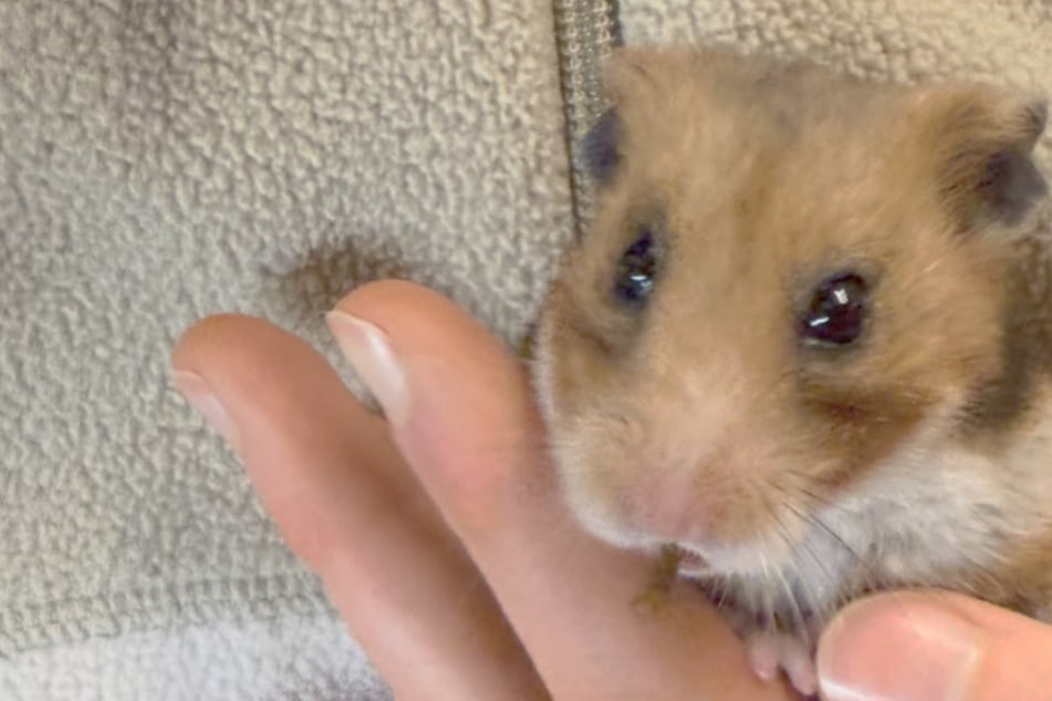 Tierretter geschockt: Als Vater und Sohn diesen Hamster abgeben, trauen sie ihren Ohren kaum