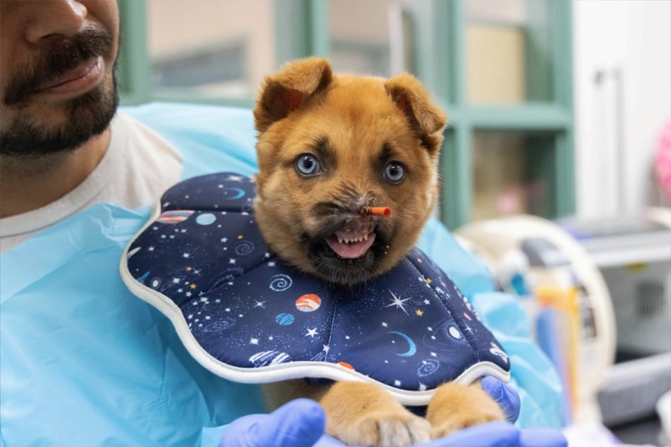 Peanuts Charakter ist einzigartig - er verzaubert die Herzen seiner Pfleger und zuständigen Ärzte.