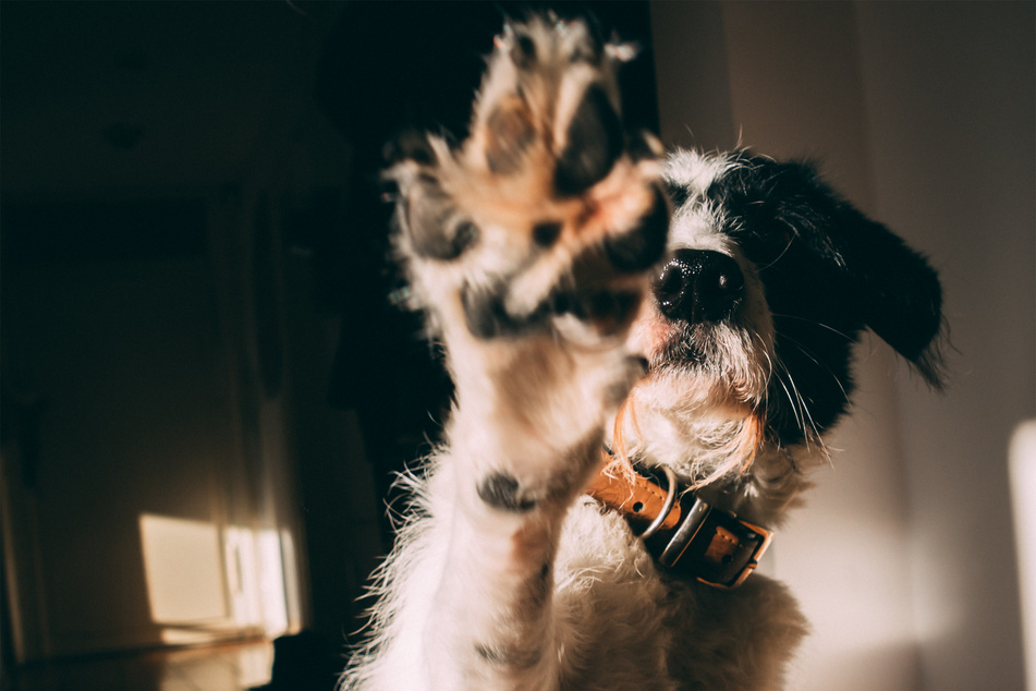 Doggy high fives will create a closer and more affectionate bond between man and pooch.