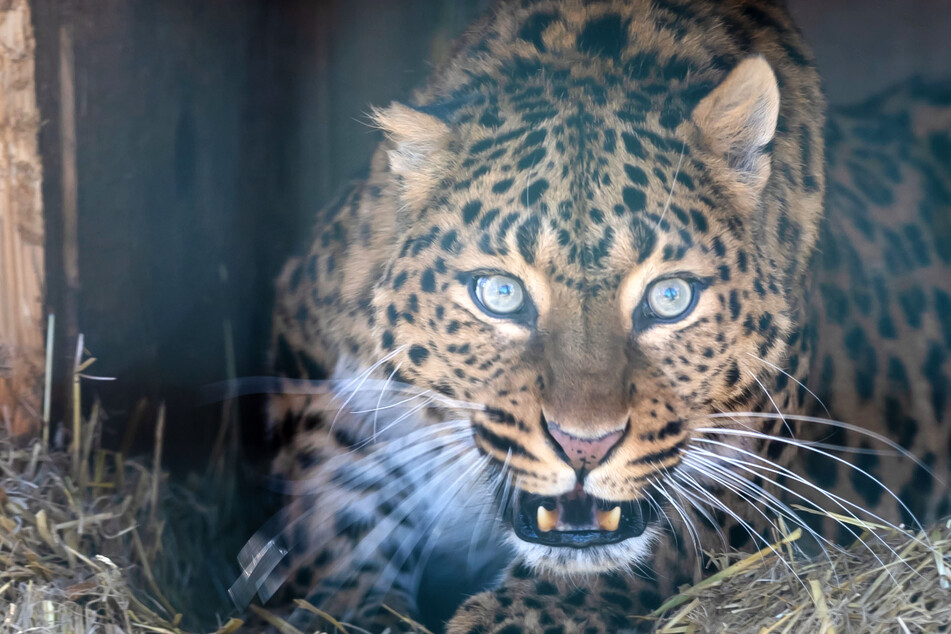 Traurige Nachrichten aus dem Zoo der Minis in Aue! Leopardin "LiLa" ist tot