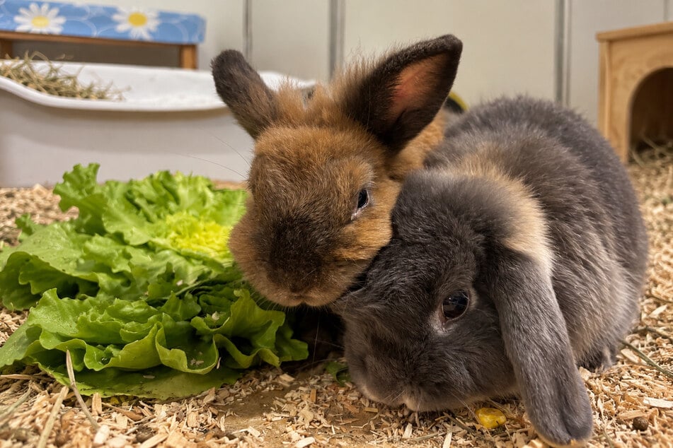 Bonita (l.) und Mateo suchen ein gemeinsames Zuhause.
