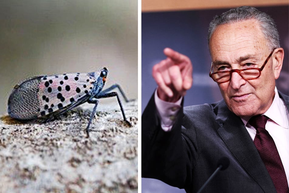 Senator Chuck Schumer gave a press conference in New York City on Sunday requesting millions in federal funding to help stop the lanternfly infestation.