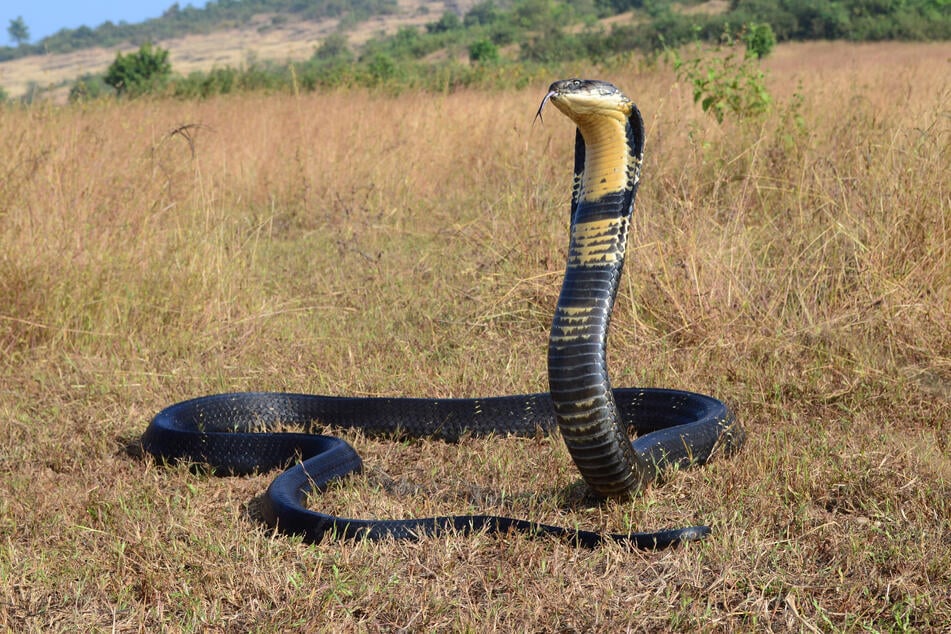 Es wird noch spekuliert, ob die Schlange tatsächlich giftig war oder nicht. (Symbolbild)