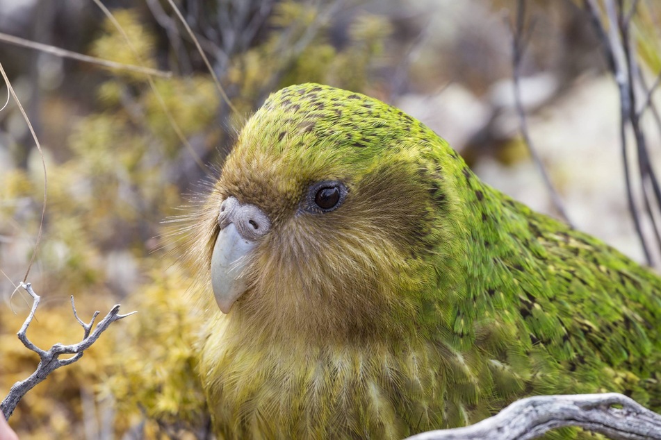 Some say that the kākāpō is ugly, but to be honest, they are kind of pretty!