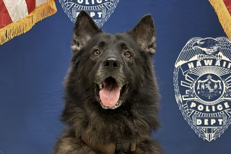 Archer the dog was only six and a half years old when he died.