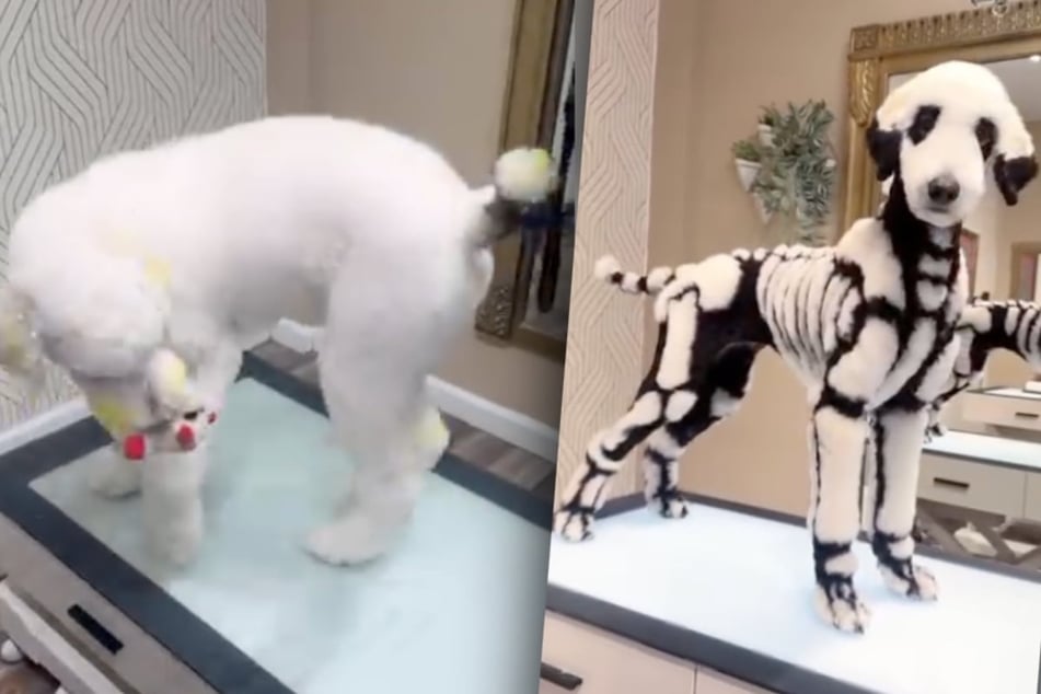 Dog's Halloween-inspired transformation sparks outrage online