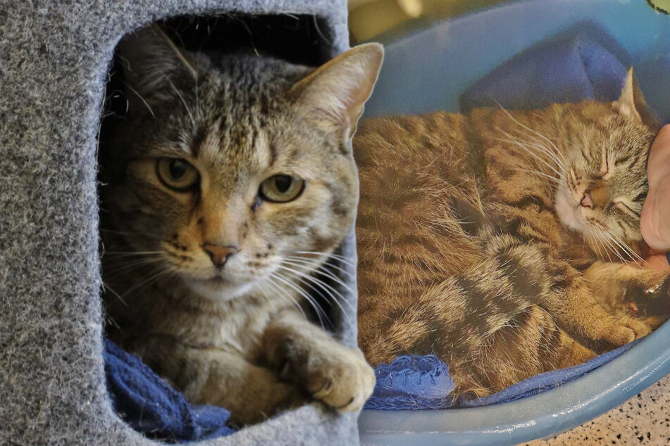 Schüchterne Katze Margo und Samtpfoten-Senior Neo im Tierheim: Finden sie ihr Glück?