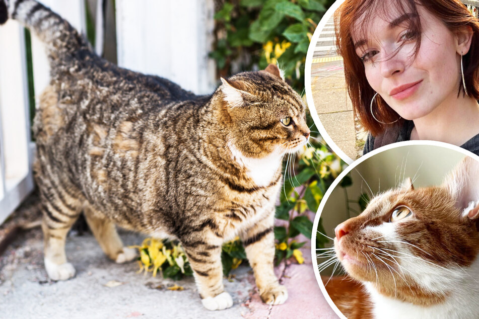 Übergewichtige Samtpfote? Katzen-Besitzerin erklärt, wie die Pfunde erfolgreich purzeln